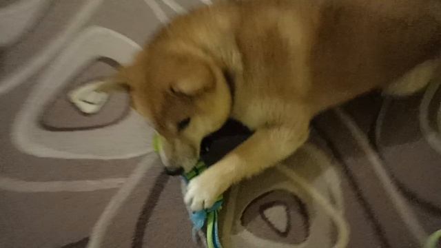 играем с собакой ?