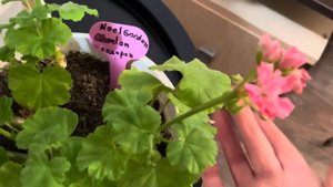 Уход за пеларгониями в октябре-ноябре