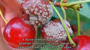 Черешня Черный принц