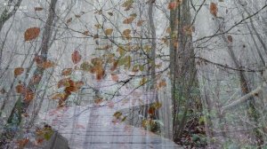 пение птиц в лесу слушать онлайн бесплатно для сна и детей в хорошем качестве для релакса и сна