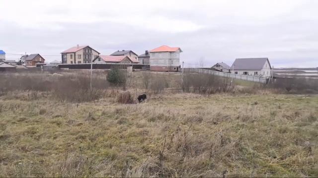 Выводим Коров Погулять//Сумашедшие коровы