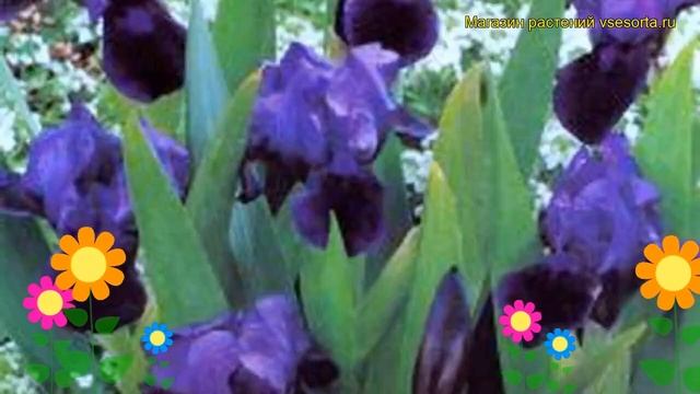 Ирис карликовый Литл Шадоу. Краткий обзор, описание характеристик iris pumila Little Shadow смотреть онлайн