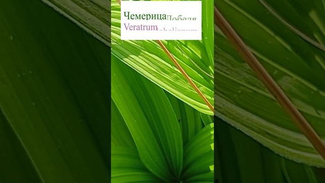 Чемерица Лобеля (Veratrum lobelianum).?