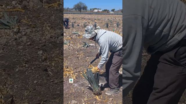 Plantación de Agave de Temporal 2023