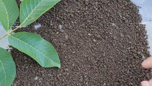 Ферментация листьев грецкого ореха - важные нюансы: видеоответ!