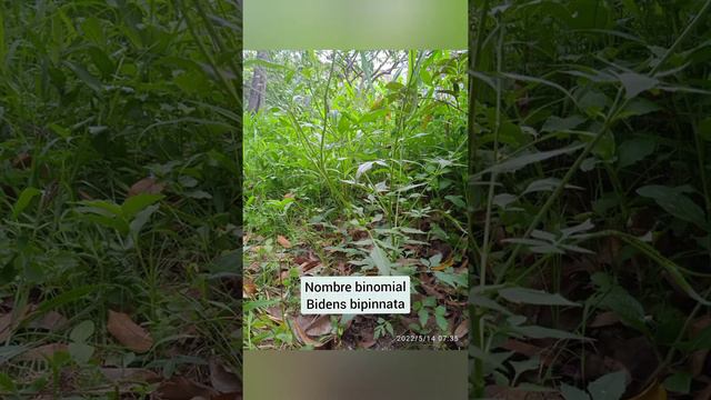 Las agujas Españolas (Bidens bipinnata) смотреть онлайн