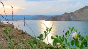 Потрясающая красота цветущих каперсов на закате!