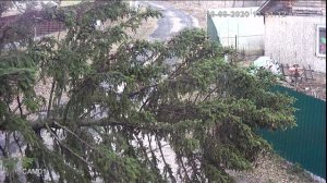 2020 год. Происшествия из дачной жизни.