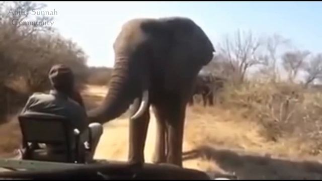 Что значит «сохранять спокойствие». Лицом к лицу со слоном смотреть онлайн