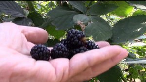 ЧТО НУЖНО ЕЖЕВИКЕ ДЛЯ ХОРОШЕГО ПЛОДОНОШЕНИЯ?!