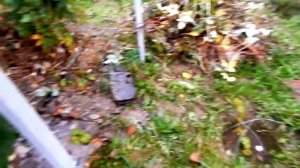 Выращивание малины НА БРЕВНАХ на шпалере. Минская область, Беларусь.