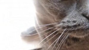 отрыжка кота