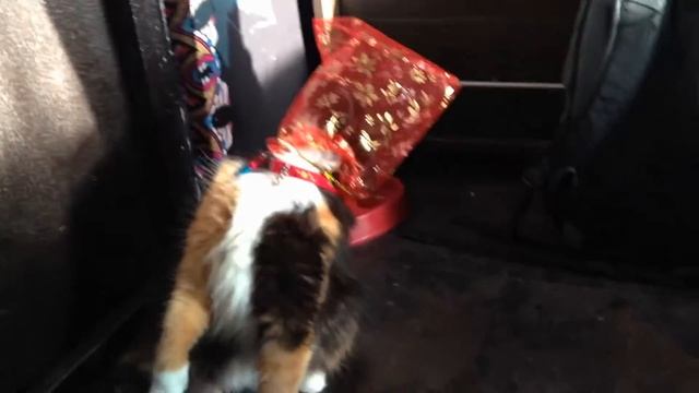 "Солнечный мир" глазами кошки Пёси смотреть онлайн