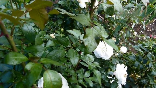 Цветение розы Лионс розе). смотреть онлайн