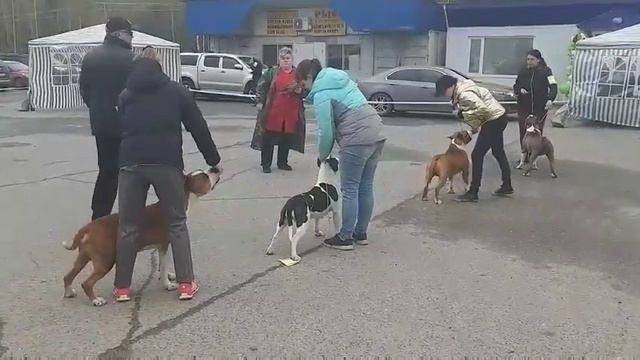 Выставка г. Сургут Golden Heart Winner Ultramarin JCAC, CW, BOB! смотреть онлайн