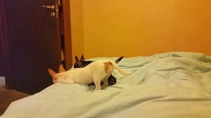 Бой чихуа хуа