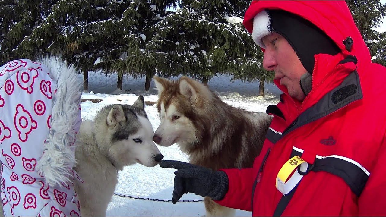 НЕ ЗАВОДИТЕ САМОЕДА И ХАСКИ ПОКА НЕ ПОСМОТРИТЕ ЭТО ВИДЕО! ТАКИХ ДОМАШНИХ МЕДВЕЖАТ МЫ ЕЩЁ НЕ ВИДЕЛИ)) смотреть онлайн
