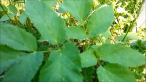 Салатная трава у дома твоего.   Сныть обыкновенная.