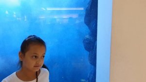 ДУБАЙ МОЛЛ !!! ДУБАЙ МОЛЛ АКВАРИУМ!!! DUBAI MALL!!! DUBAI MALL AQUARIUM!!!