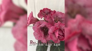Сортовые Глоксинии