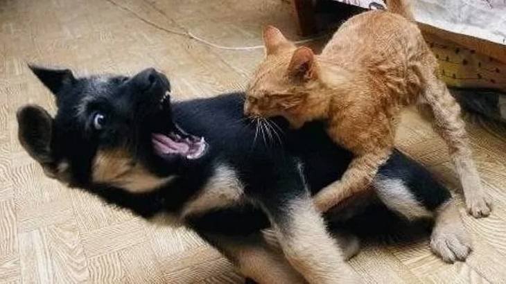 СМЕШНЫЕ КОТЫ СОБАКИ И ДРУГИЕ ЖИВОТНЫЕ 🐱🐶🐒🦜