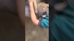 Шкуровка и подгонка приклада и цевья. СТРЕЛА