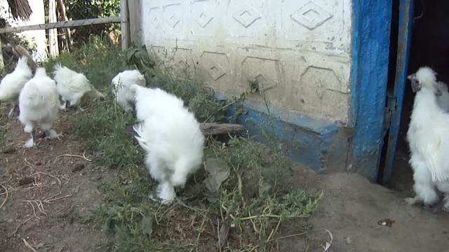 Подростки Китайской Шелковой Абориген (КША)