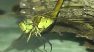 ИНСЕКТАРИЙ: 129. Стрекоза Перевязанная (Sympetrum pedemontanum)