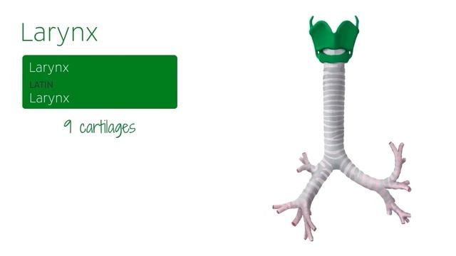 Трахея (предпросмотр) - Анатомия человека | Kenhub смотреть онлайн