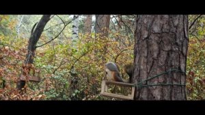 Шарташский лесопарк Каменные Палатки 03 10 2022