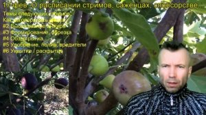 Обрезка инжира, удобрение, полив инжира, как укрывать инжир - расписание стримов. Саженцы инжира.