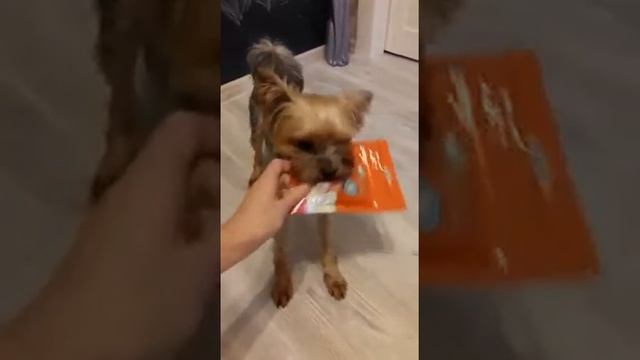 Йорк Максимус и новинка – лакомства для мелких пород собак Часть 1 смотреть онлайн