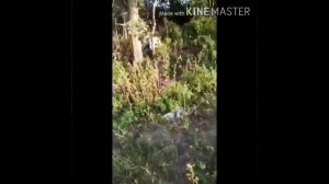 Нашел труп в лесу ?!?!?!