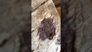 Ваз 2115 форсунка