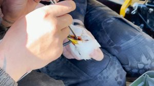 НА ВОЛОСКЕ ОТ СМЕРТИ! СПАСЕНИЕ ЧАЙКИ НА РЕКЕ