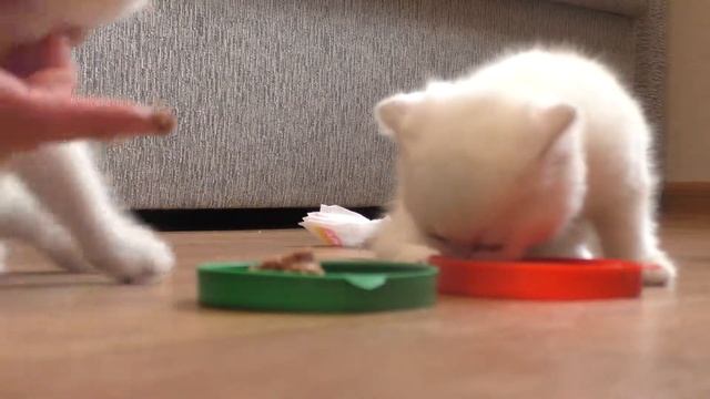 первый прикорм у котят / будут ли кушать смотреть онлайн