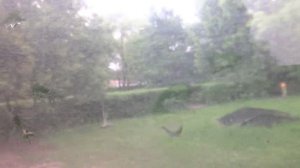 Раменское, автобус 58, участок Станция Бронницы - Магазин Детский мир