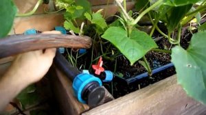 КАПЕЛЬНЫЙ ПОЛИВ(ЧАСТЬ-2)/УСТАНОВКА.Капельный полив для грядки из трубы.