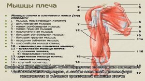 Клювовидно-плечевая мышца