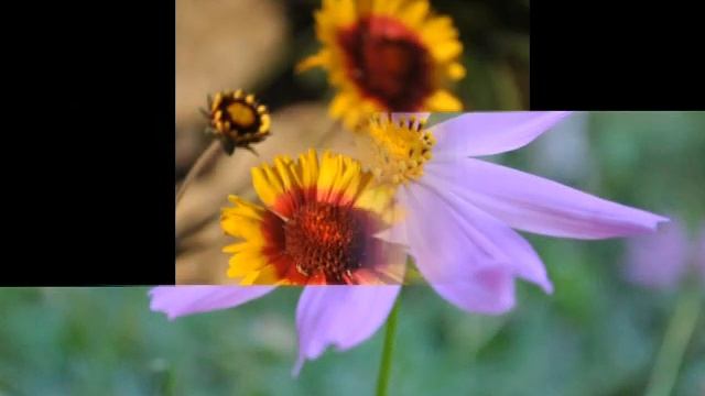 Цветы - nikon d3000 смотреть онлайн