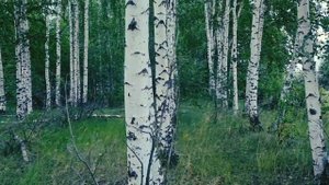 Влад Порфиров  ЗАЦВЕЛА БЕРЁЗА