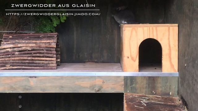 Nordmanntanne Abies nordmanniana Nordmanntanne für Kaninchen ? Mini Lop , NHD, Zwergwidder Züchter смотреть онлайн