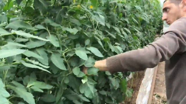 как формировать томат в один стебель