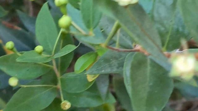 הדס מצוי פורח آس Myrtus communis with flowers смотреть онлайн