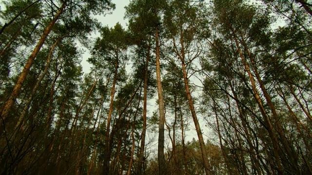 Звуки природы.Лес.Пение птиц.Для сна,медитации.Relax смотреть онлайн