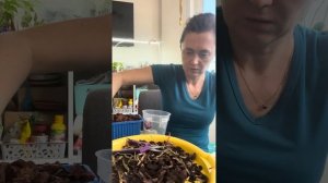 Пересадка орхидеи. Уход за орхидеями.