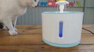 Реакция Кота и Поилка Фонтан для кошек с Алиэкспресс