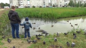 Утиный рай Квартал Южный Троицко - Печорск