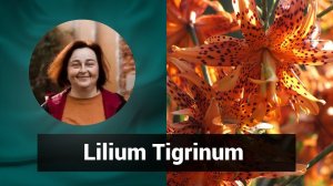 Разбор препарата ЛИЛИУМ ТИГРИНУМ LILIUM TIGRINUM | Гомеопатия и Здоровье