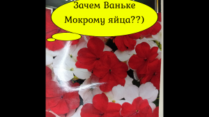 Бальзамин.Бальзамин посадка.#бальзамин#бальзаминпосадка#бальзаминвыращиваниеизсемян#цветыизсемян#